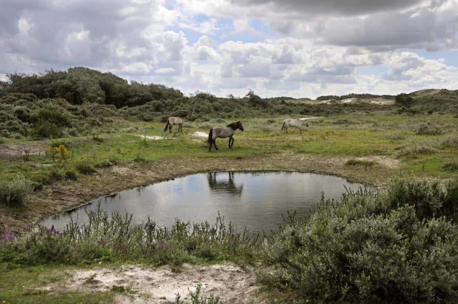 Vakantiehuisje De Panne Vlak Aan Plopsaland En De Zee Екстер'єр фото